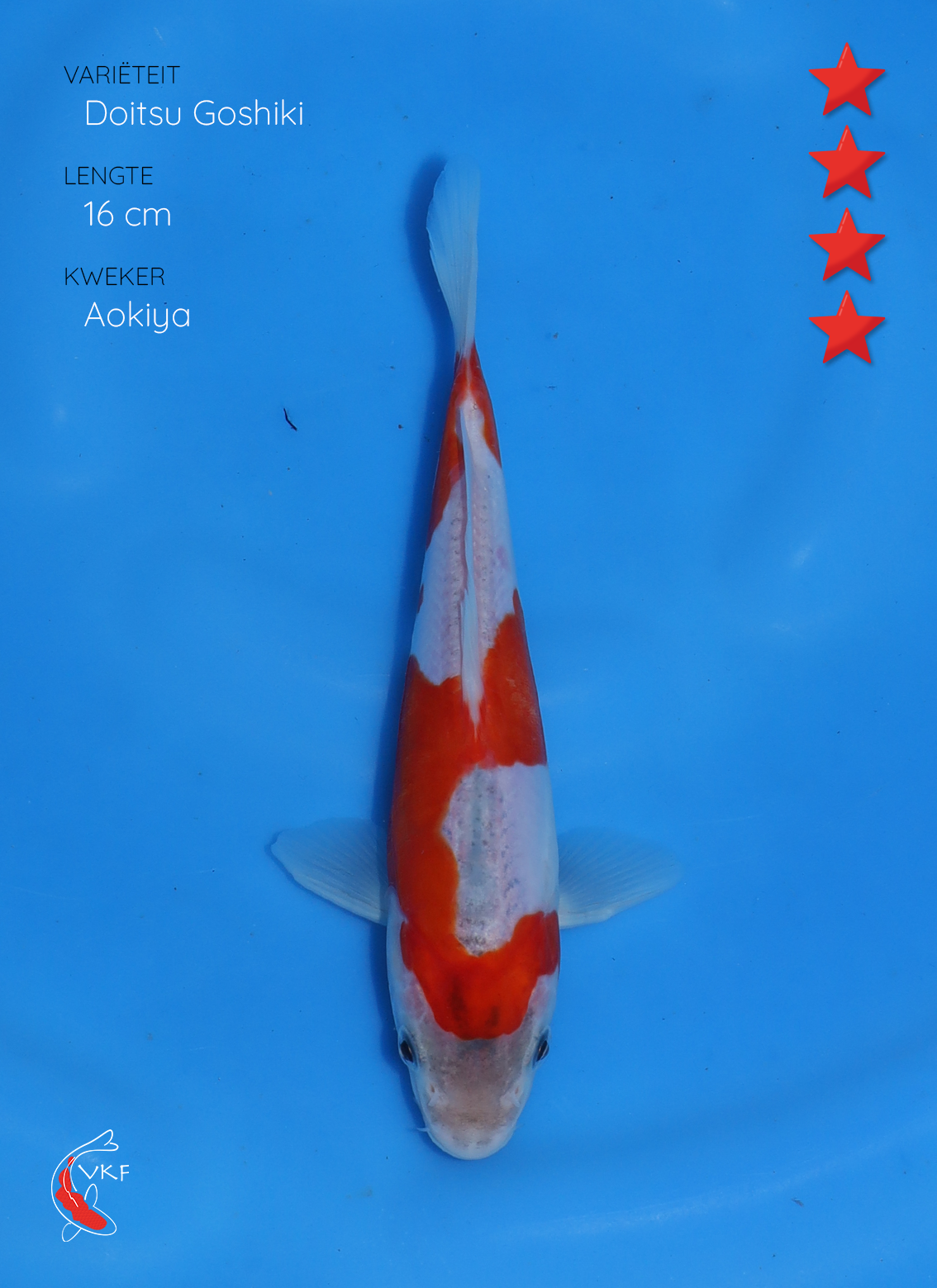 Koi foto