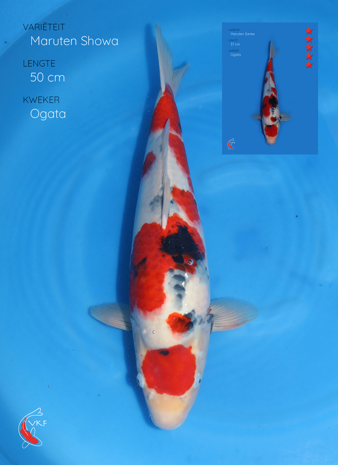 Koi foto