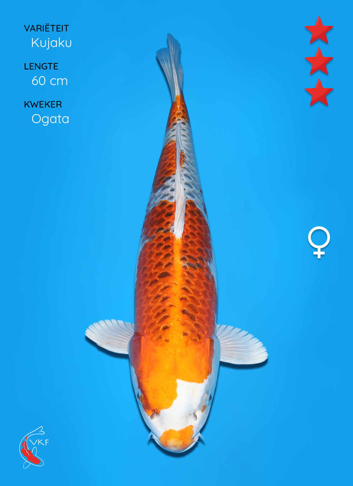 Koi foto