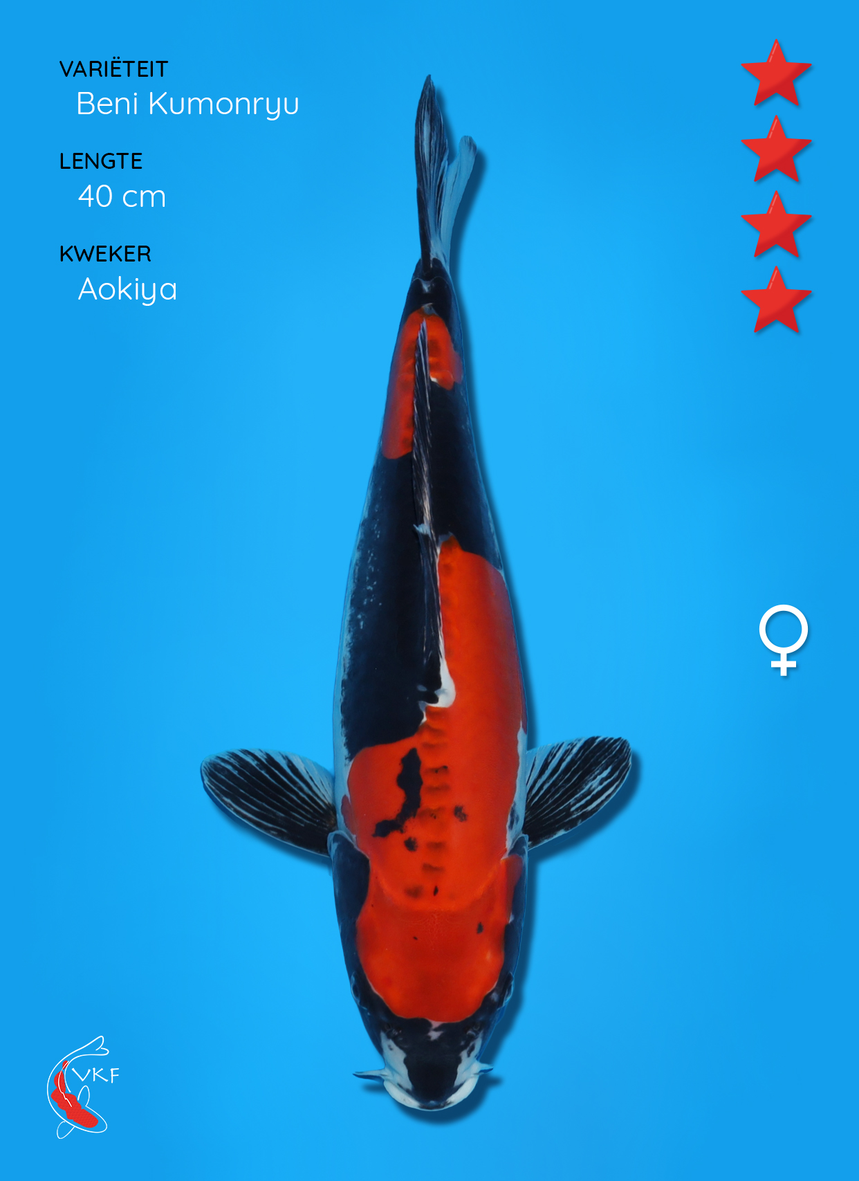 Koi foto